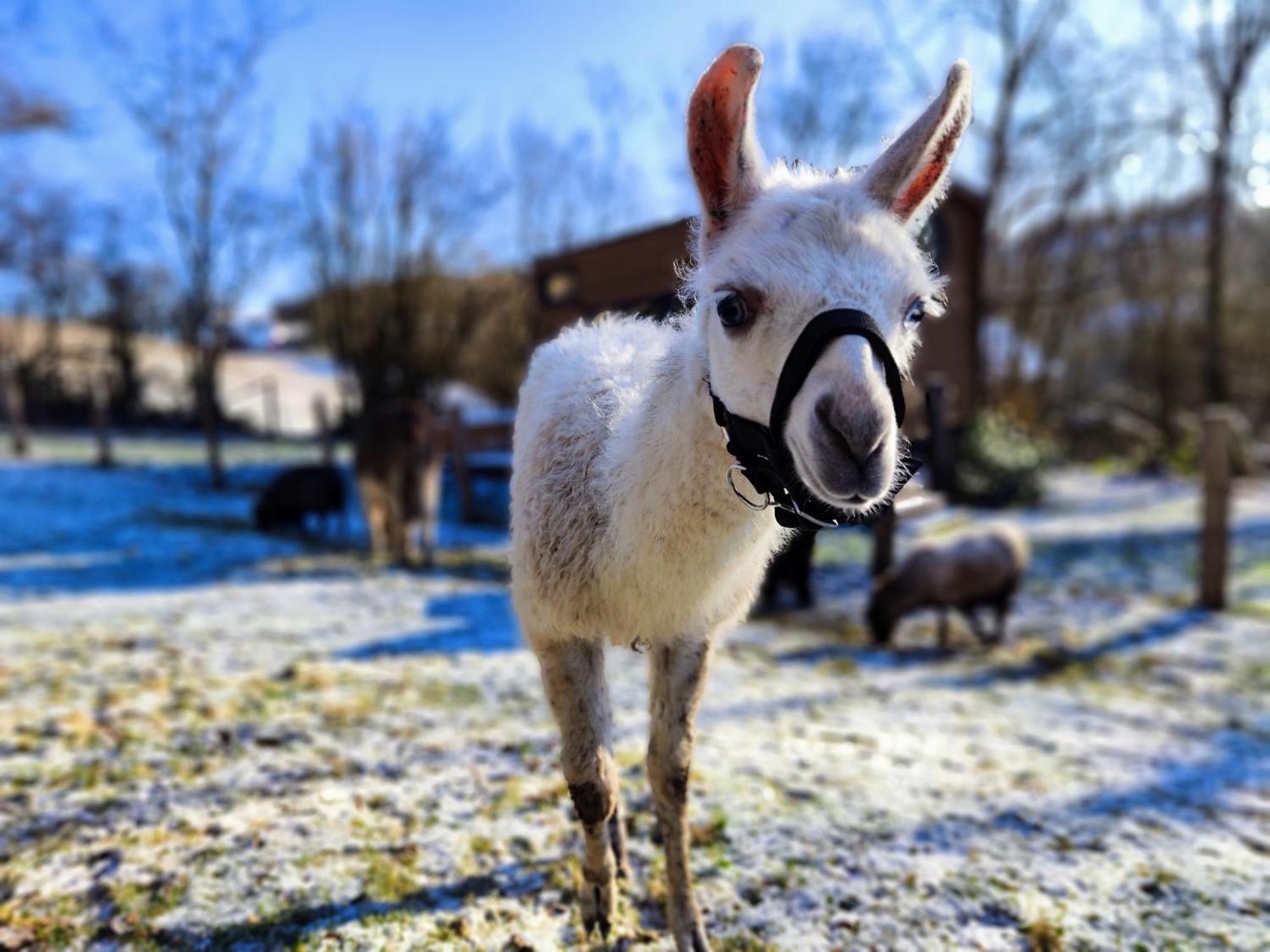 La Mini Maison Du Lama Libin Eksteriør bilde